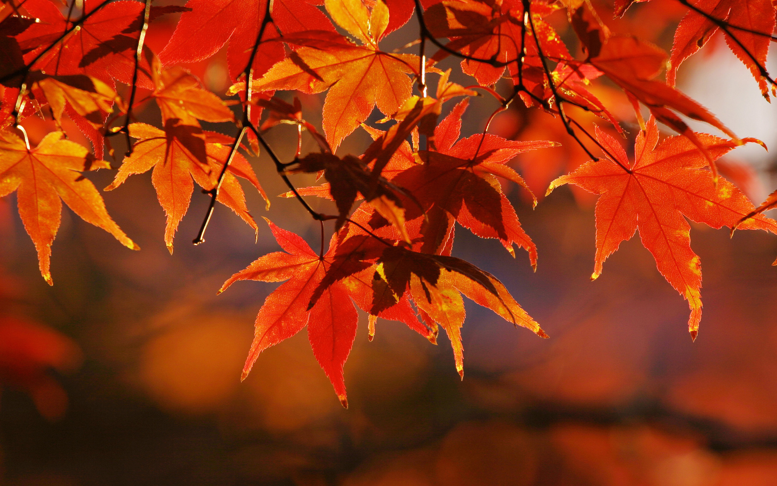 природа осень лист дерево загрузить