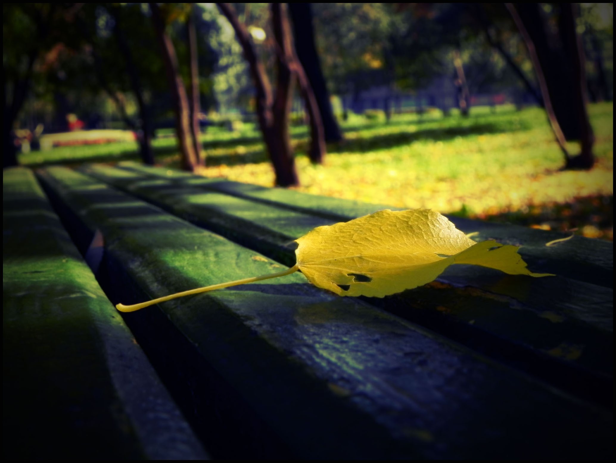 лавочка осень аллея листья без смс