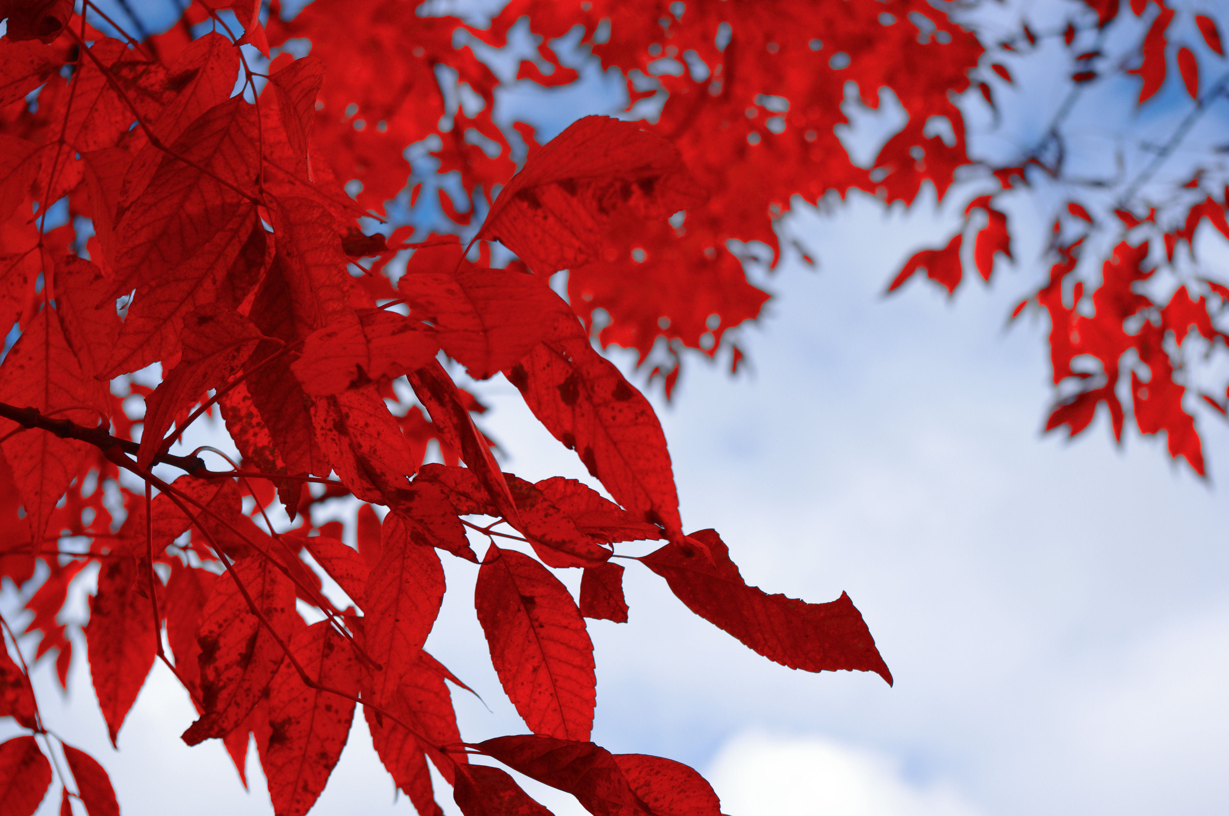 Красные листья на ветке загрузить