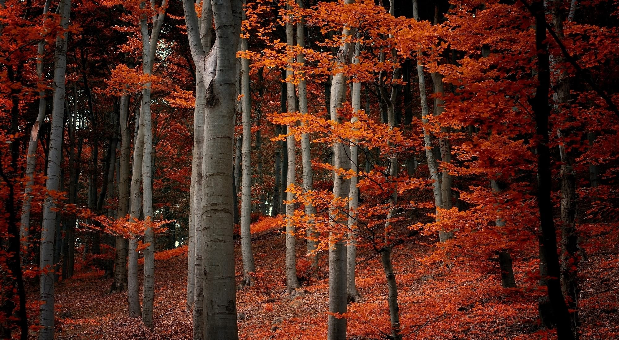 природа листья деревья осень скачать