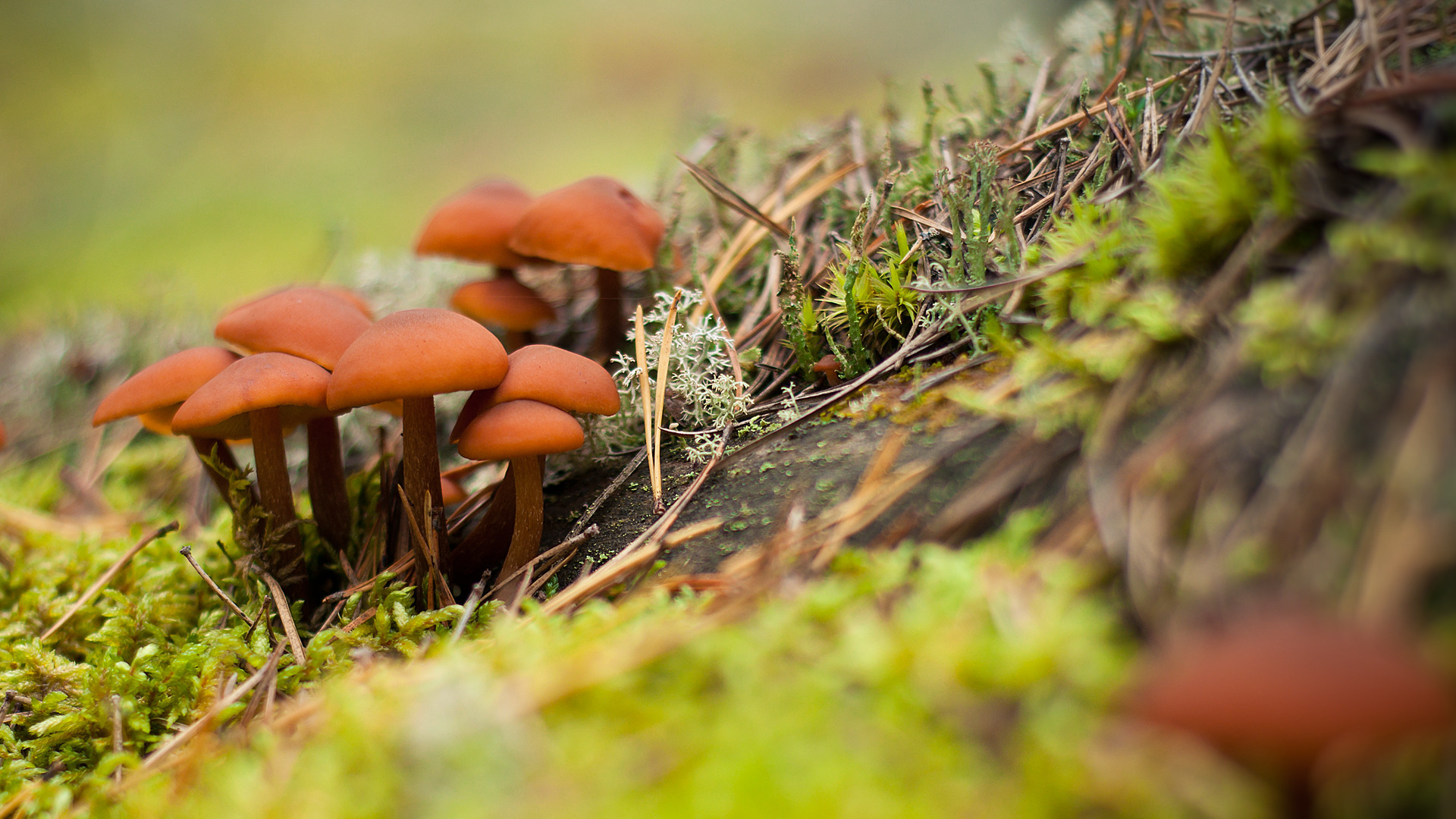Лесные грибы на пне бесплатно